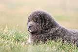 DOGUE DU TIBET 735